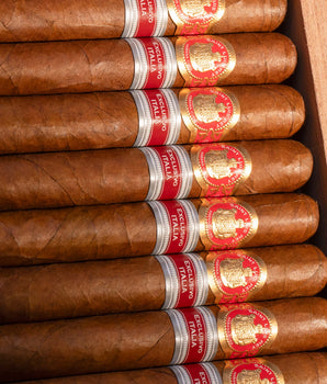 Saint Luis Rey La Cuna Edición Regional Italia 2021