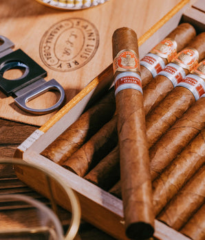 Saint Luis Rey La Cuna Edición Regional Italia 2021